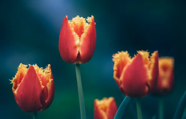 Цветы, природа, тюльпаны