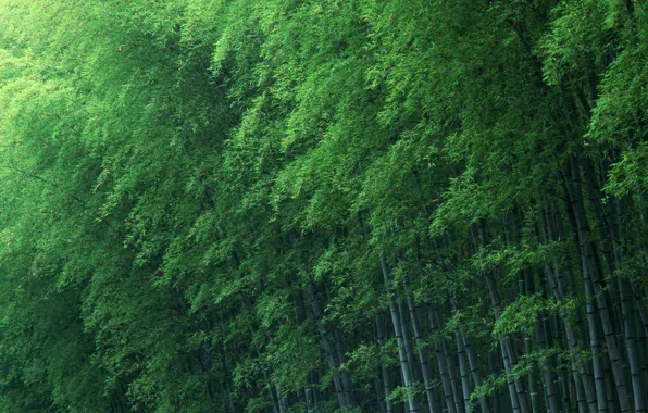 Деревья, зеленый, бамбук