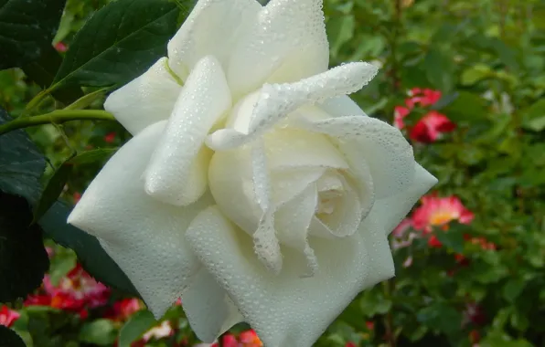 Трава, капли, цветы, widescreen, обои, розы, wallpaper, широкоформатные