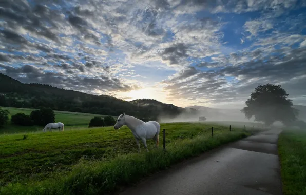 Дорога, туман, кони