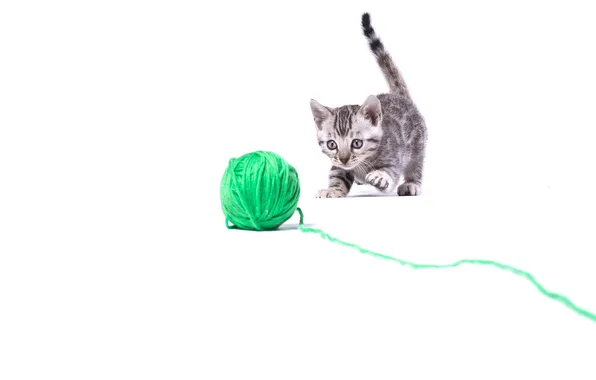 Кошка, взгляд, клубок, поза, зеленый, котенок, серый, игра