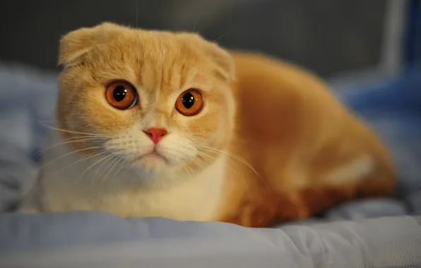 Животные, коты, хищники