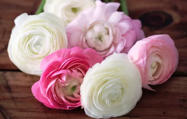 Картинка цветы, лепестки, розовые, белые, бутоны, лютики, ranunculus