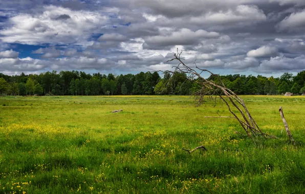 Картинка поле, деревья, цветы, весна, май, Nature, may, цветение