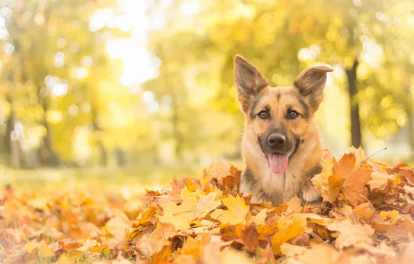 Картинка осень, взгляд, морда, листья, собака, овчарка, Немецкая овчарка