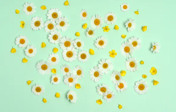 Цветы, фон, ромашки, лютики