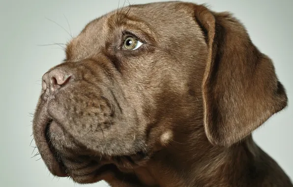 Картинка puppy, brown, dog, gaze, stare, boxer