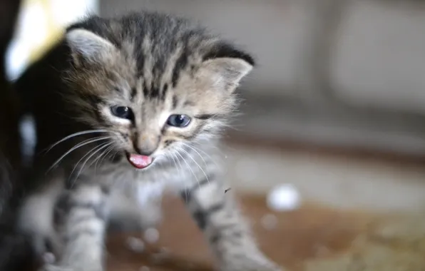 Картинка серый, котёнок, полосатый