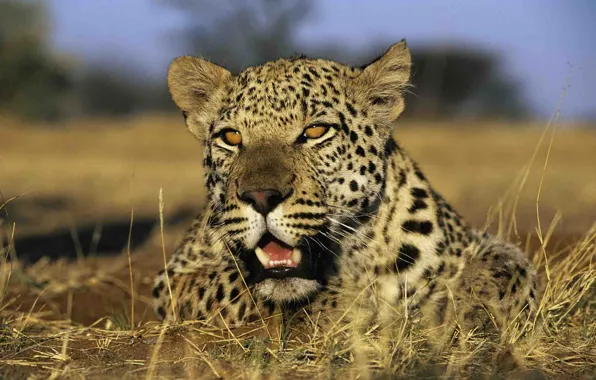 Leopard, animal, wildlife, big cat