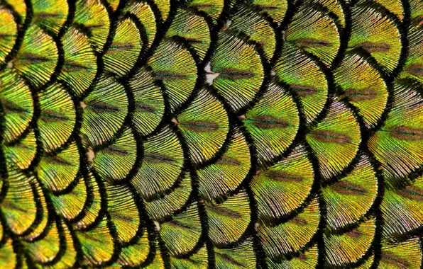 Макро, перья, Павлин, Peacock