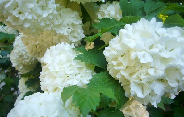 Kalina, bouledeneige, Viburnum
