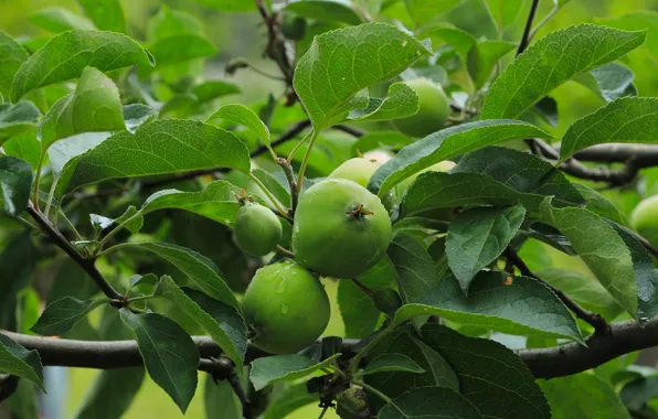 Apple, tree, fruit