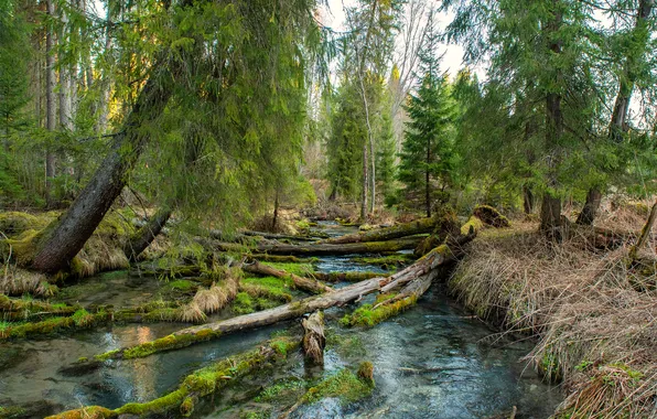 Forest, river, moss, logs
