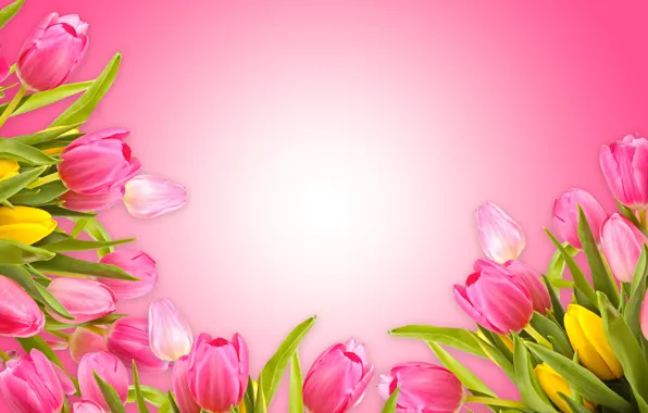 Картинка тюльпаны, love, розовый фон, fresh, pink, flowers, romantic, tulips