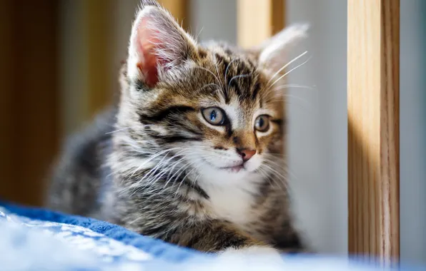 Картинка взгляд, портрет, малыш, мордочка, котёнок