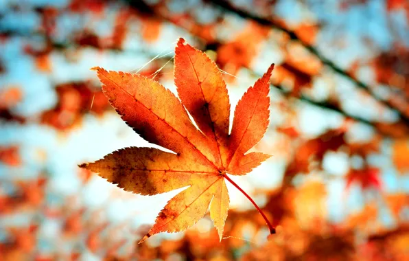 Картинка осень, макро, оранжевый, природа, лист, паутина, размытость, боке