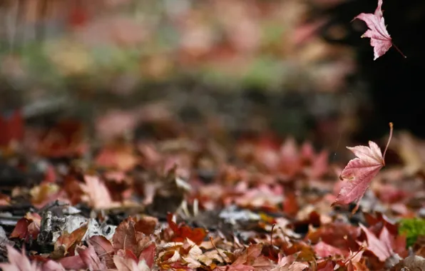 Картинка осень, природа, листва, паутина