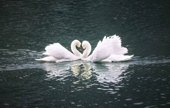 Вода, птицы, поза, отражение, рябь, пара, лебедь, белые