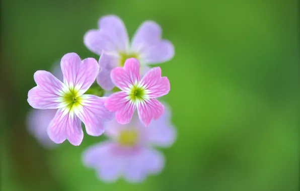 Цветы, природа, растение, лепестки