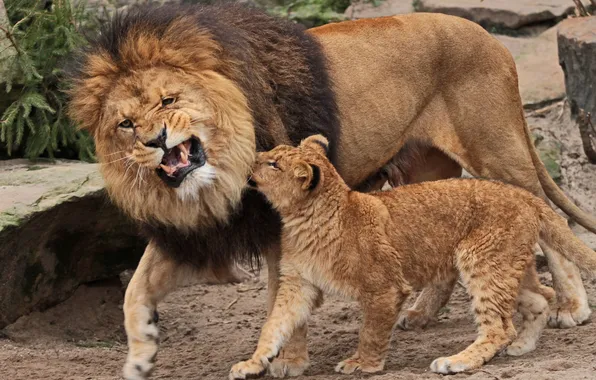 Картинка лев, львёнок, отцовство, воспитание