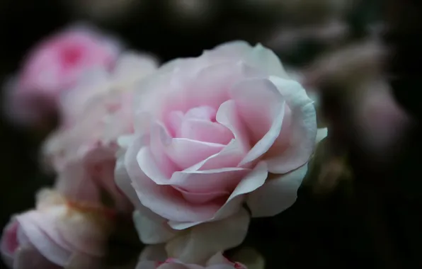 Цветок, макро, роза, лепестки, нежно розовая