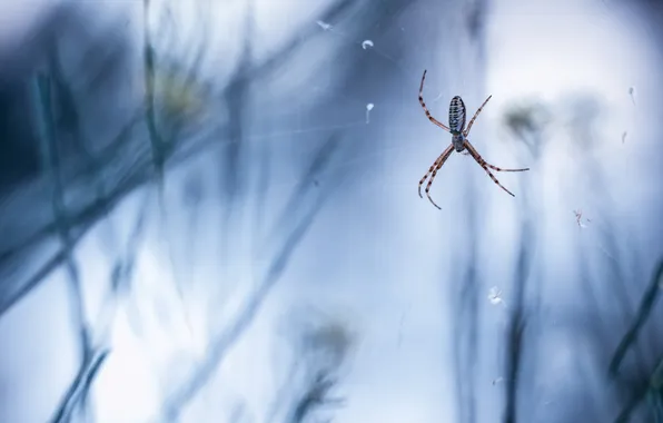 Природа, паутина, паук