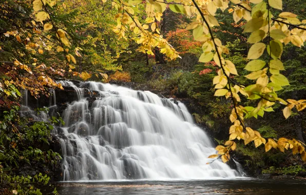 Картинка осень, лес, ветки, водопад, Канада, Canada, каскад, Nova Scotia
