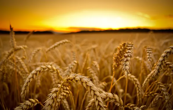 Картинка пшеница, поле, макро, закат, урожай, колосья, злаки
