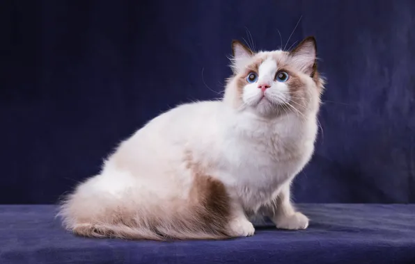 Кошка, белый, кот, взгляд, поза, темный фон, котенок, лапы
