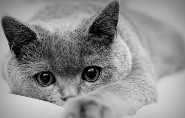 Кошка, настроение, чёрно-белое фото