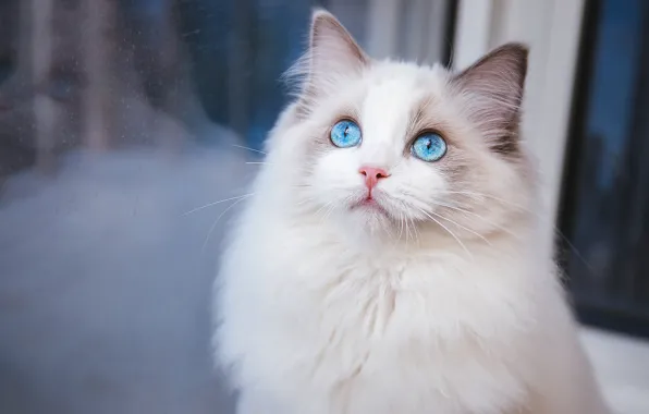 Кошка, кот, взгляд, поза, мордашка