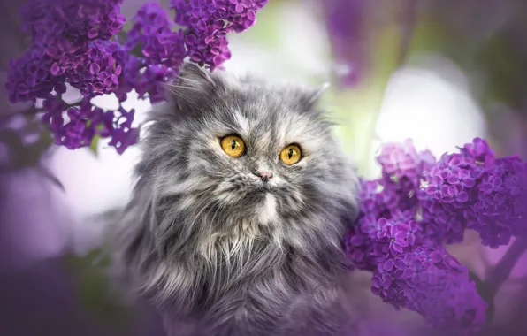 Кошка, кот, свет, цветы, ветки, блики, котенок, портрет