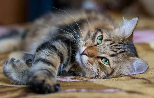 Кошка, кот, усы, взгляд, поза, портрет, лапы, лежит