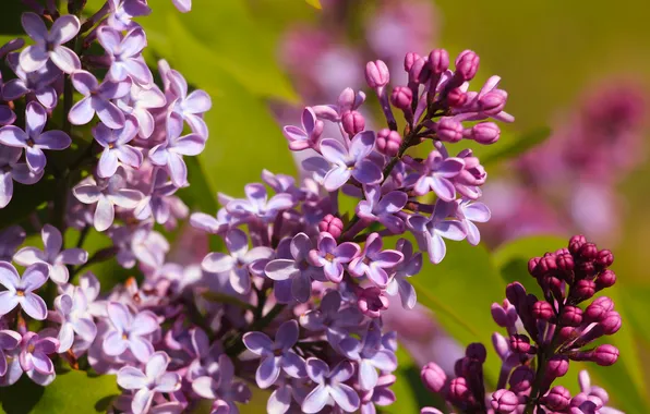 Flower, spring, lilac, twig, blooming