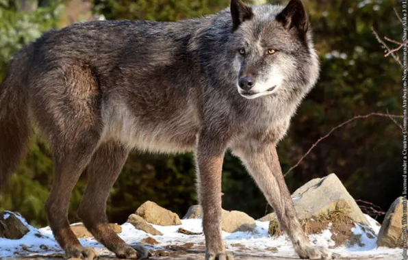 Nature, predator, animal, wolf, wildlife, portrait, portrait., Canis lupus. face