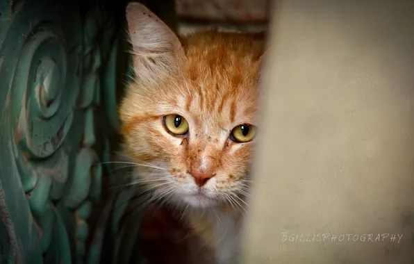 Кошка, взгляд, фон