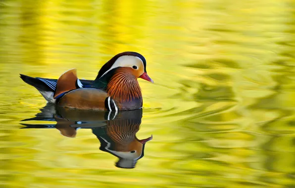 Картинка вода, пруд, птица, перья, окрас, Male Mandarin Duck, утра