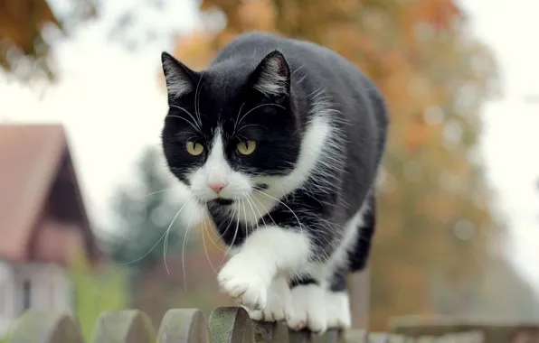 Картинка кошка, фон, забор