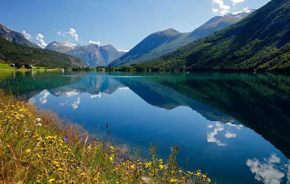 Картинка цветы, горы, отражение, Норвегия, залив, Norway, фьорд, Стрюн