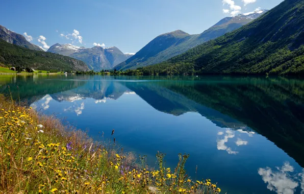 Цветы, горы, отражение, Норвегия, залив, Norway, фьорд, Стрюн