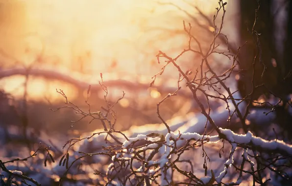 Зима, свет, снег, ветки, природа, тепло, боке