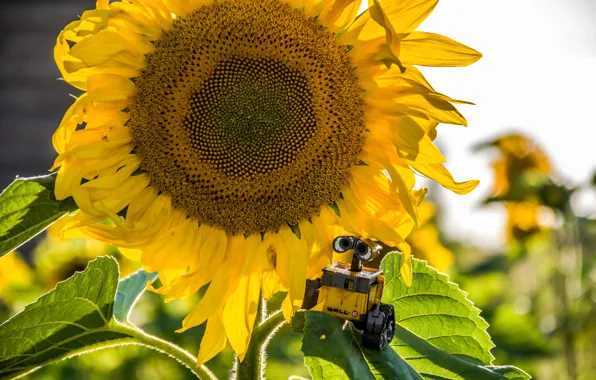 Солнце, подсолнух, WALL-E, ВАЛЛ-И