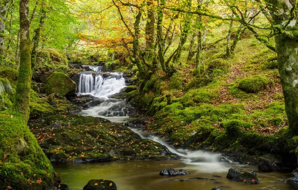 Картинка осень, лес, деревья, ручей, водопад, мох, Шотландия, речка