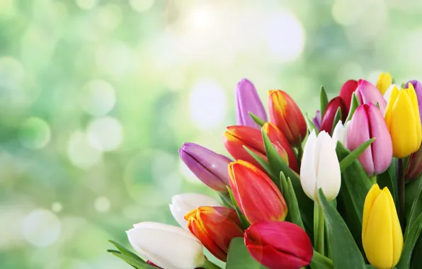 Цветы, букет, весна, тюльпаны, боке