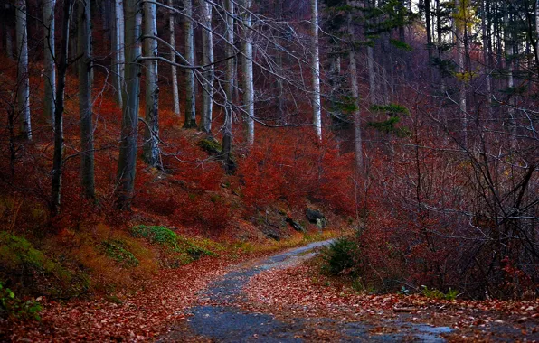 Картинка дорога, осень, лес, листья, деревья, красные
