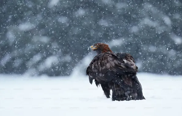 Картинка bird, winter, snow, eagle, animal, Eagle in the snow storm