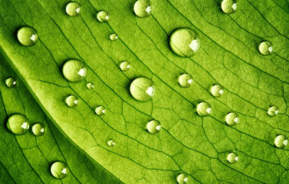 Green, water, leave