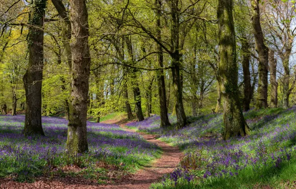 Картинка лес, природа, весна