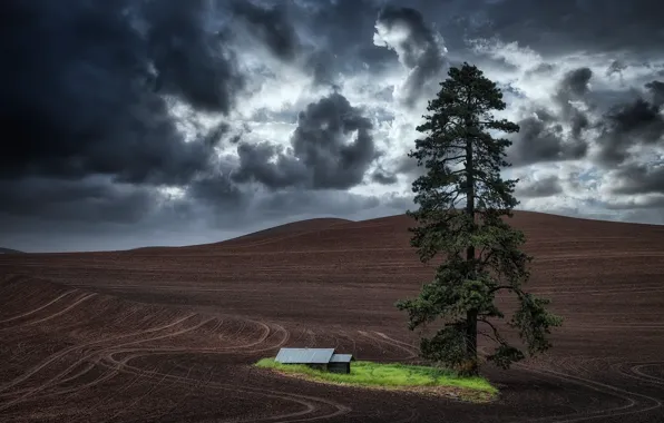 Oasis, Washington State, storm clouds, lone tree, tractor tracks, fallow land