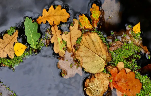 Осень, листья, вода, макро